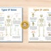 Human Skeleton Printable Activity for Anatomy Education, Types of Bones ...