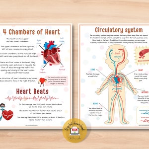 Human Heart Anatomy Printable Activity | Homeschool Curriculum | Study Bundle