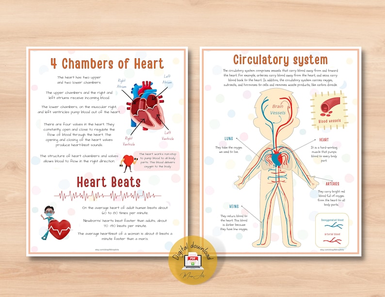 Human Heart Anatomy Printable Activity | Homeschool Curriculum | Study Bundle