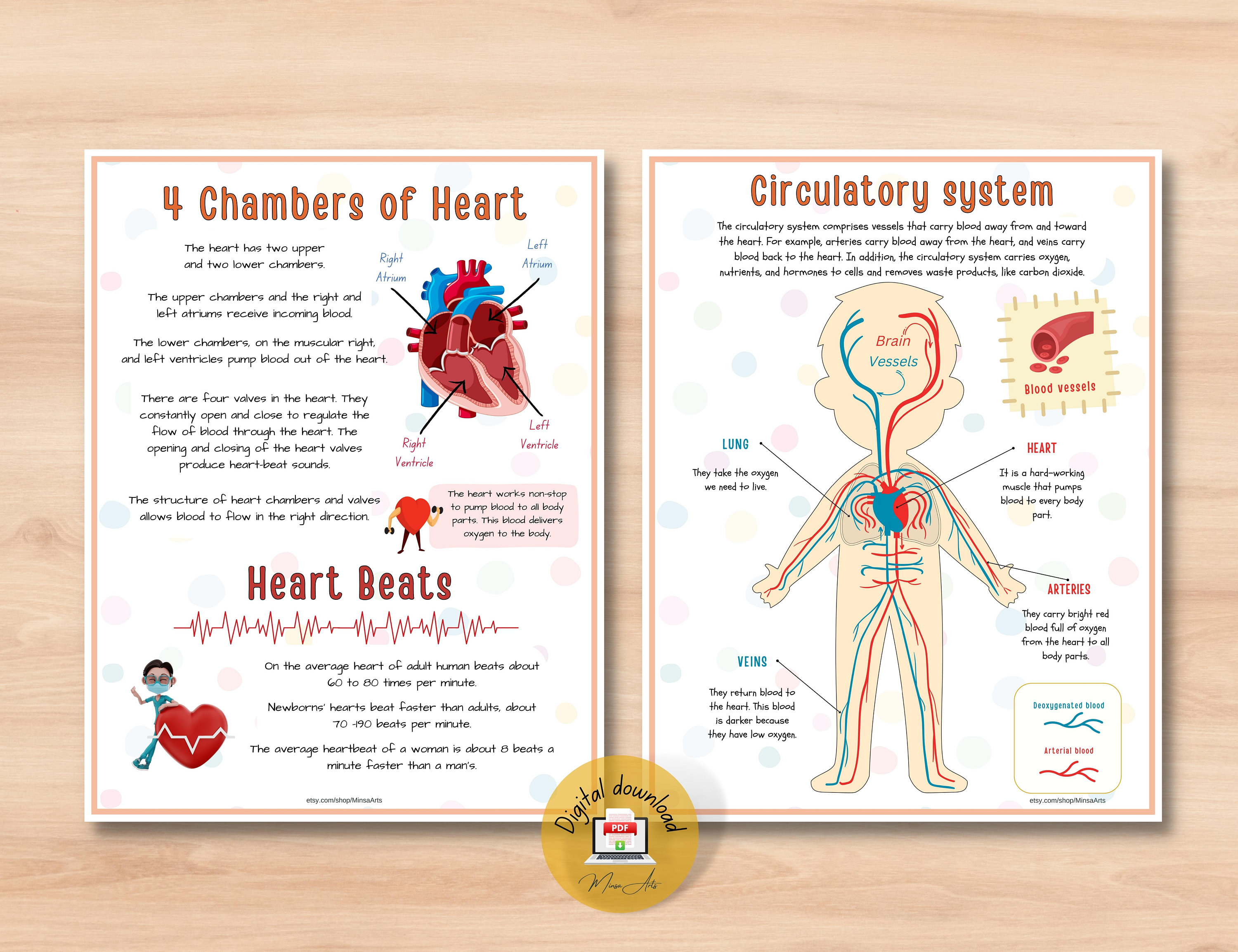 Human Heart Anatomy Printable Activity | Homeschool Curriculum | Study ...