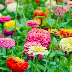 Beautiful Vibrant Zinnia Mix Seeds fast growing