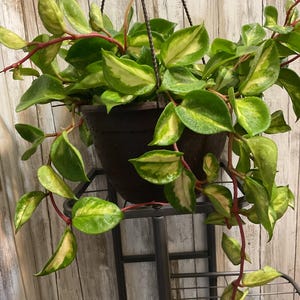 Hoya Krimson Princess CUTTINGS - 3 Small Plant Cuttings