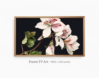 フレーム TV アート | ヴィンテージ アザレアの静物画 | モダン ミニマル フラワーズ デジタル ダウンロード | TV 壁紙