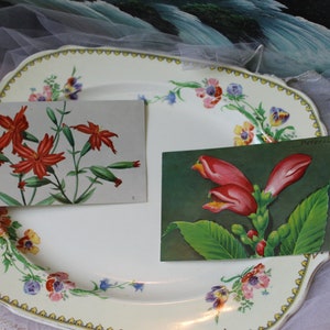 Vintage Unused Postcards Floral artist Peterson Red Turtlehead Fire Pink  // scrap book litho stationery