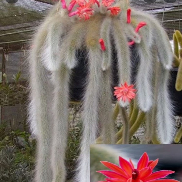 Monkey Tail Cactus - Etsy