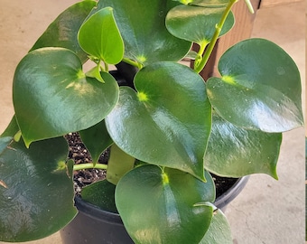 Peperomia Polybotrya (Owl Eye, Raindrop)