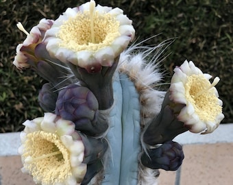 Pilosocereus Pachycladus, Blue Columnar Cactus