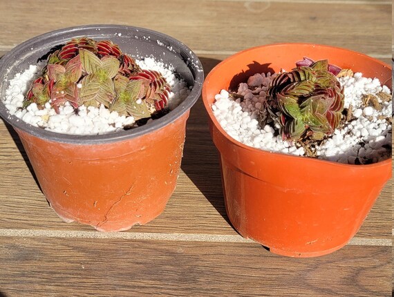Crassula Tabularis Rare Stacked Succulents 4 Pagoda Village Crassula Tabularis Rare Stacked Succulents 4 Pagoda Village