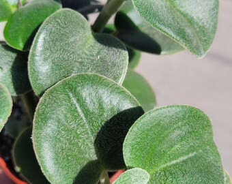 Peperomia Incana | 'Pepperface Peperomia' | 'Felted Peperomia'