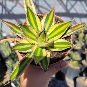 Agave Lophanta Quadricolor (Variegated 4&quot; & 6&quot;