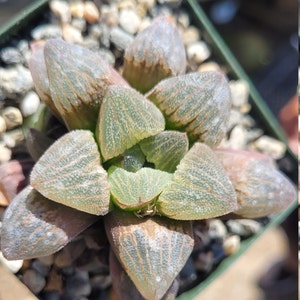 Rare Haworthia 4&quot;