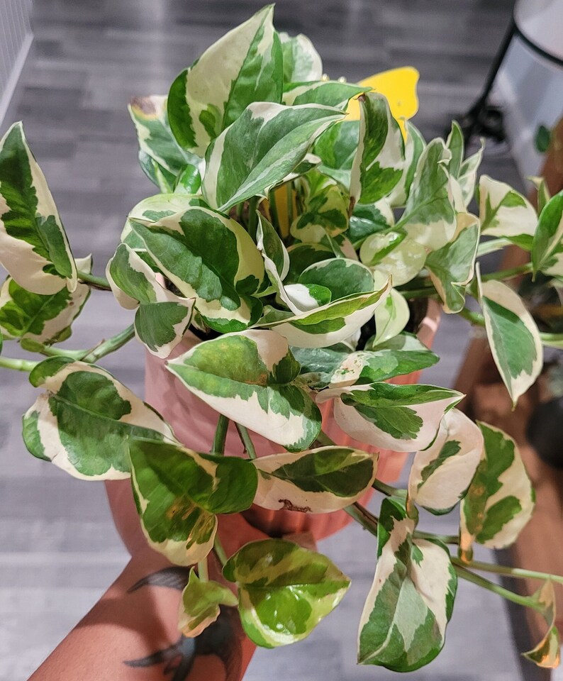 Pearls 'n Jade Pothos Variegated Indoor Vine Plant in Etsy