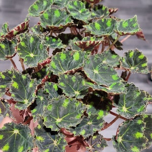 Rhizomatous Begonia 'Tiger Kitten' 4"