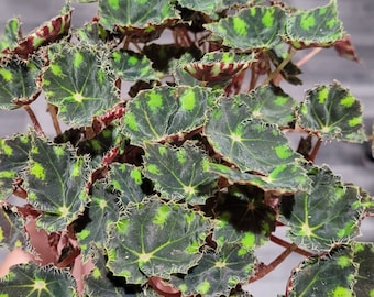 Rhizomatous Begonia 'Tiger Kitten' 4"