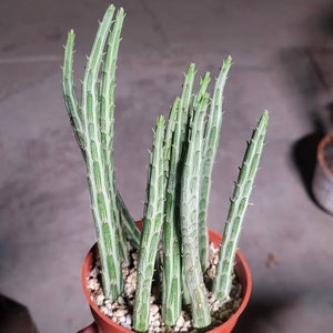 Kleinia Stapeliiformis Pickle Plant 4" & 6"