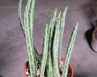 Kleinia Stapeliiformis Pickle Plant 4" & 6"