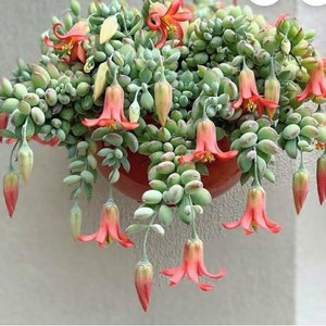 Cotyledon pendens 2" 4" et 6" plante vivante enracinée