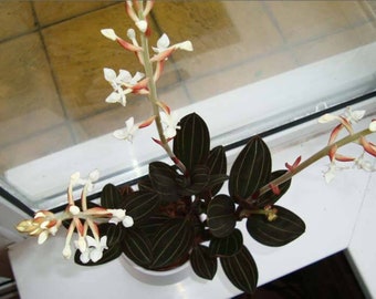 Black Jewel Orchid 'Ludisia Discolor' Rare Indoor Plant 4"