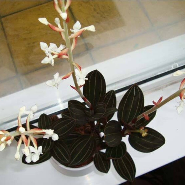 Black Jewel Orchid 'Ludisia Discolor' Rare Indoor Plant 4"