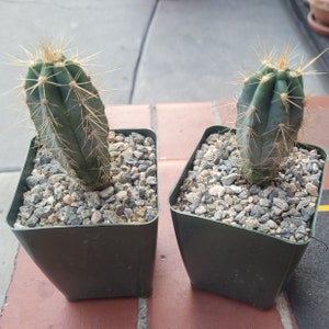 Blue Torch Cactus, Pilosocereus Azureus, Brazilian Blue Cactus, Live Plant