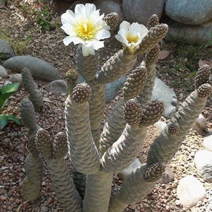 Rare Pine Cone Cactus Opuntia Articulata Inermis