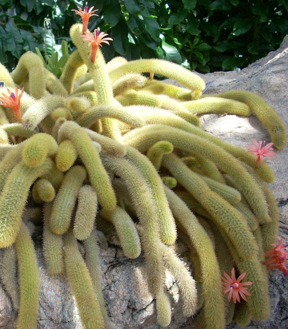 4 Golden Rat Tail Cactus Live Cactus 