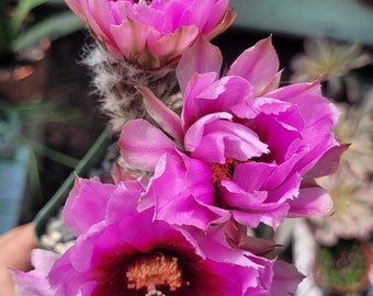 Black Lace Cactus, Echinocereus Reichenbachii