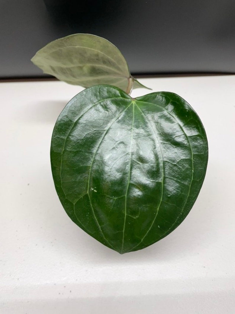 Hoya Latifolia Dinner Plate Hoya Etsy