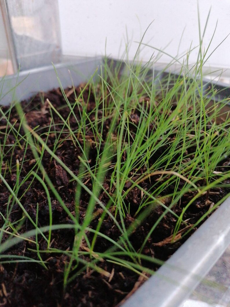 3x Blue Fescue Grass Plug Plants Festuca Glauca Etsy UK