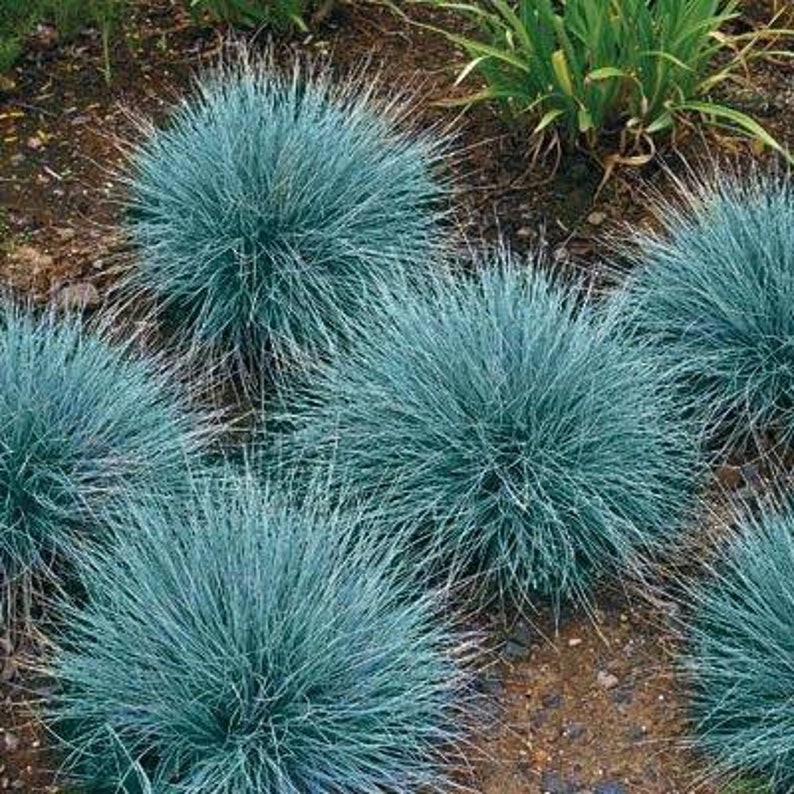 3x Blue Fescue Grass Plug Plants Festuca Glauca Etsy UK