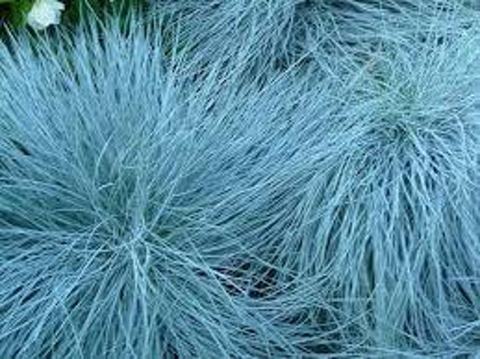 3x Blue Fescue Grass Plug Plants Festuca Glauca Etsy UK