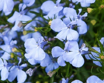 3x Lobelia Cambridge Blue Plug Plants