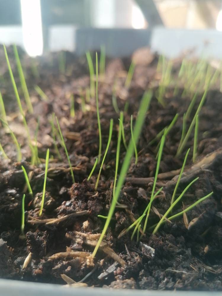 3x Blue Fescue Grass Plug Plants Festuca Glauca Etsy UK