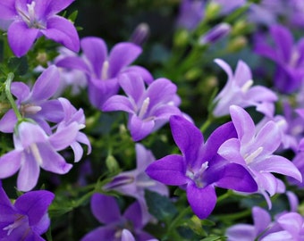 1x Campanula 'Get Mee' Potted