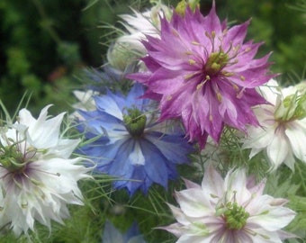 6x Nigella Damascene 'Love In A Mist' Miss Jekyll Mix Plug Plants