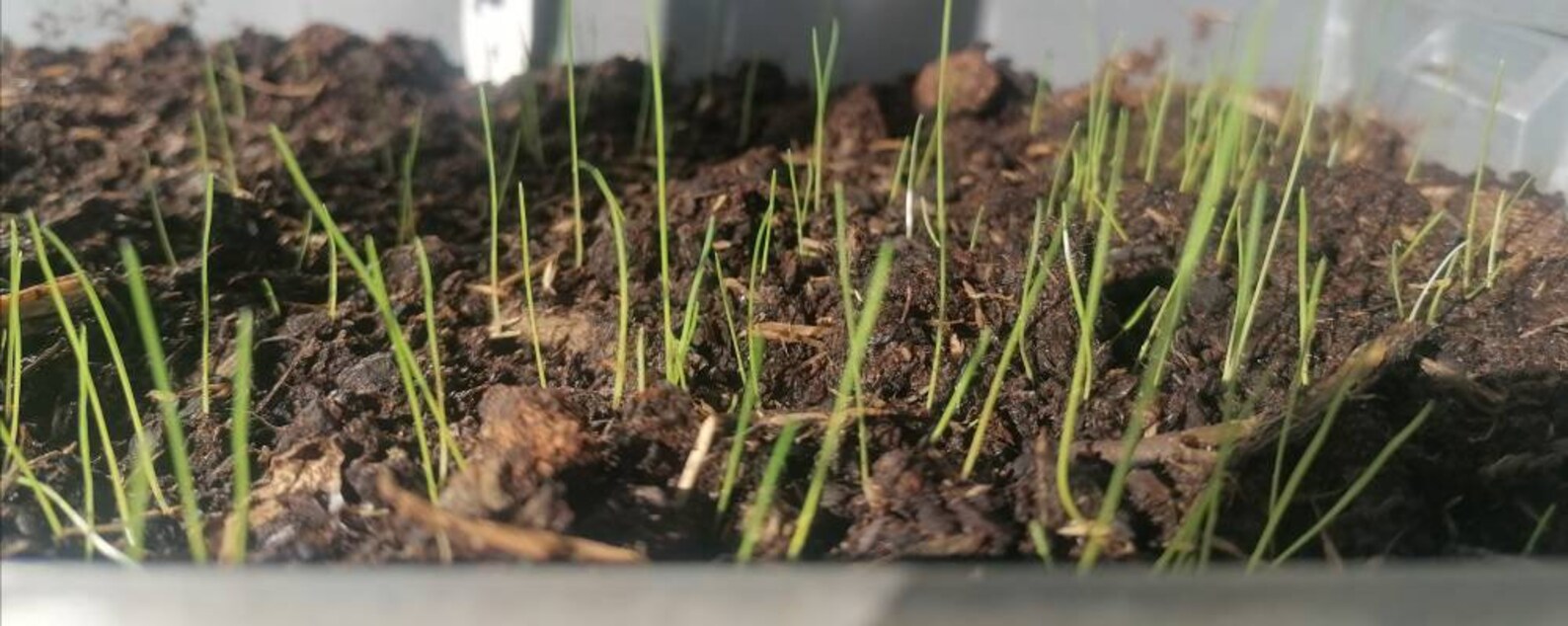 3x Blue Fescue Grass Plug Plants Festuca Glauca Etsy UK