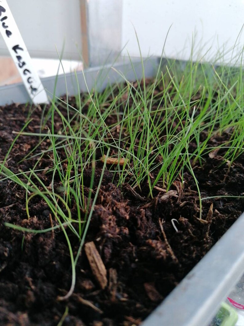 3x Blue Fescue Grass Plug Plants Festuca Glauca Etsy UK