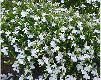 3x Lobelia 'White Cascade' Plug Plants