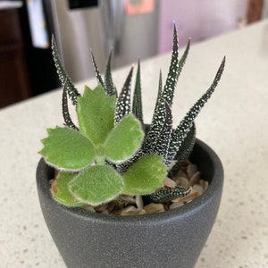 Succulent arrangement w/pot
