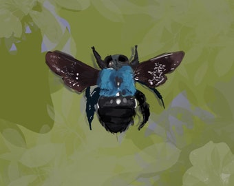 Cerulean carpenter bee