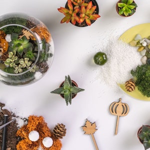 DIY Succulent Terrarium Kit, Glass Terrarium Kit, Fall Terrarium Kit, Unique Housewarming Gift, Birthday Gift, DIY Home Decor Succulent Gift