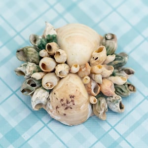 Vintage Shell Colony Brooch - L16