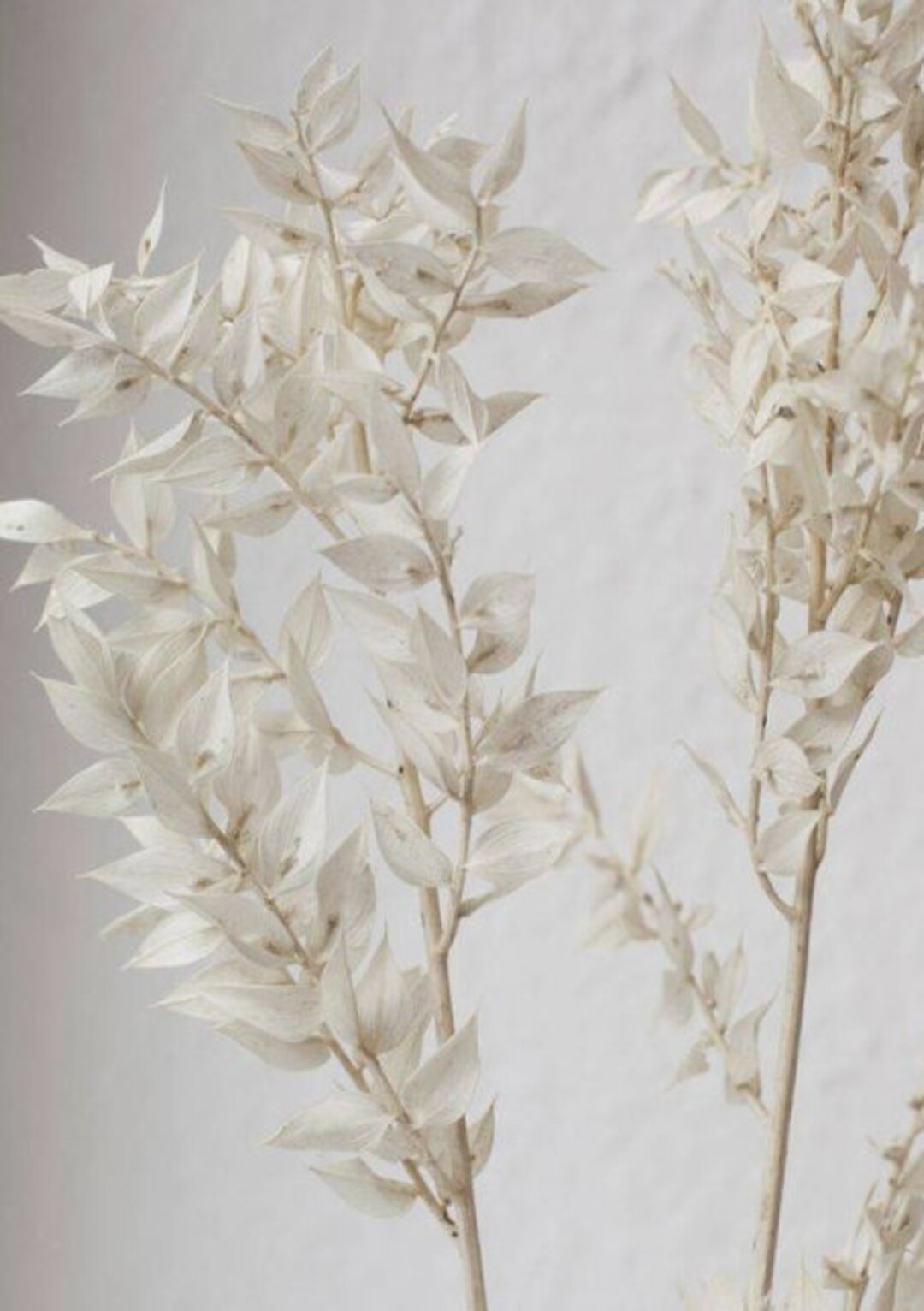 Italian Ruscus Dried Italian Ruscus White Ruscus Dried Etsy