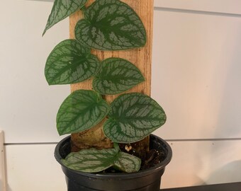 Dubai Monstera - Etsy