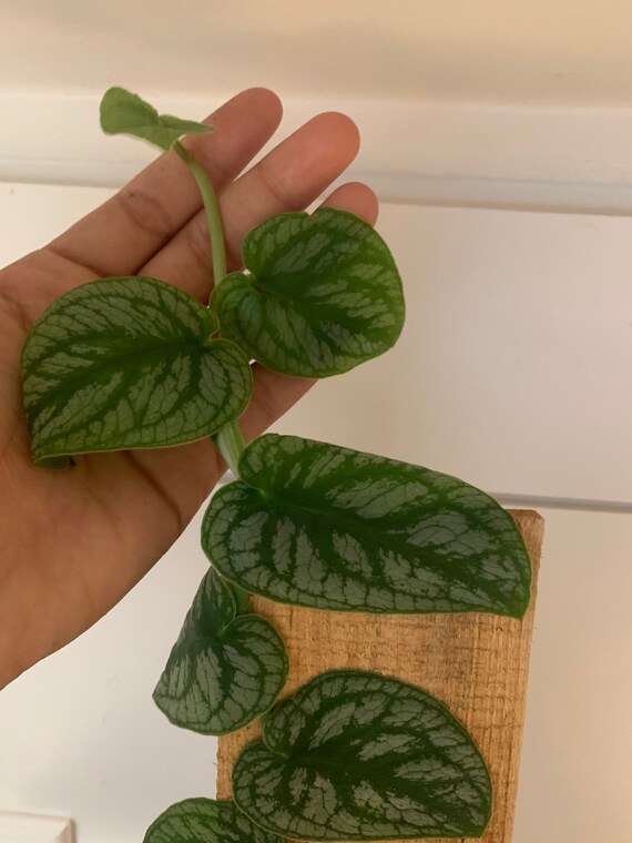 pothos green queen Epipremnum 'Marble Queen' Pothos main image 0