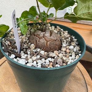 HUGE Dioscorea Elephantipes Caudex Plant Rare 6in pot 110 image 3