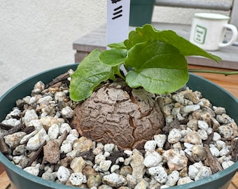 HUGE Dioscorea Elephantipes Caudex Plant Rare 6in pot 111