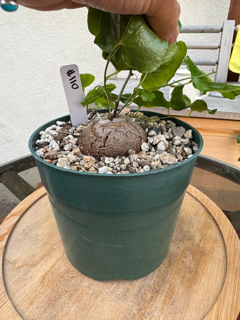 HUGE Dioscorea Elephantipes Caudex Plant Rare 6in pot 110 image 2