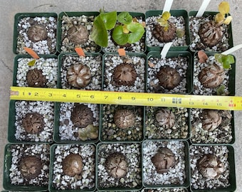 VINING PREMIUM Dioscorea Elephantipes Caudex Plant LARGE caudex rare cactus succulent