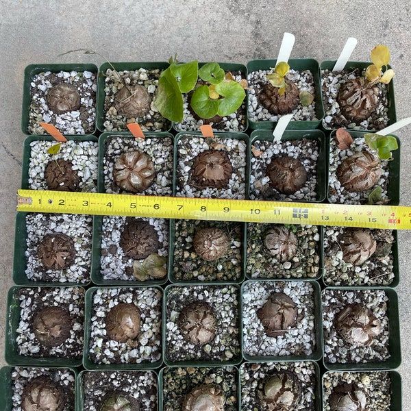 VINING PREMIUM Dioscorea Elephantipes Caudex Plant LARGE caudex rare cactus succulent